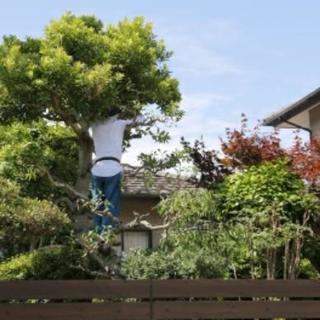 ■福岡県春日市【真心】■植木の剪定・庭木の刈り込み【福岡グ…