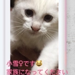 かわいい白猫の小雪ちゃん