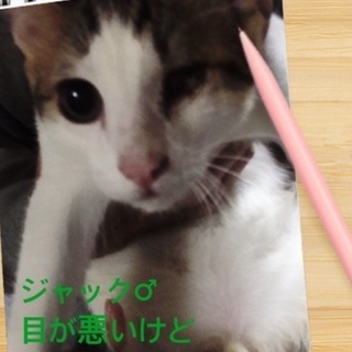 ジャック♂です