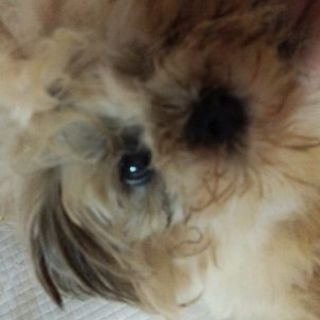 家族に迎えてください！