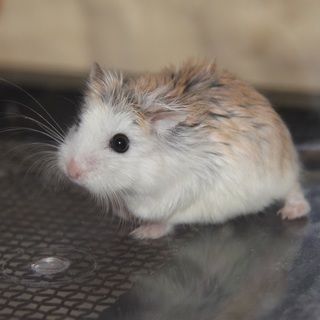 アルビノのロボロフスキーの里親さん募集 − 岐阜県