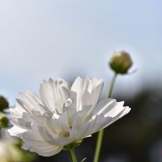 カメラ仲間募集