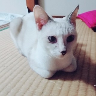 里親募集します！