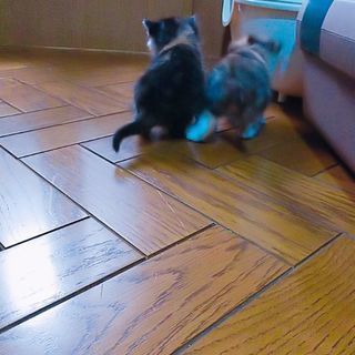 子猫2匹