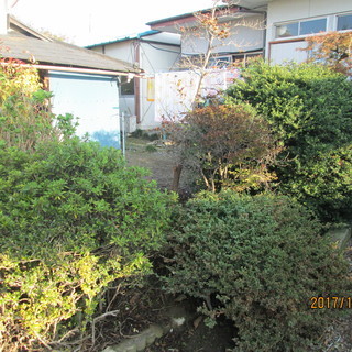 庭の植木の掘り起し＆納屋解体