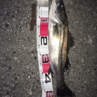 釣り、シーバスアングラー、ショアジギンガー