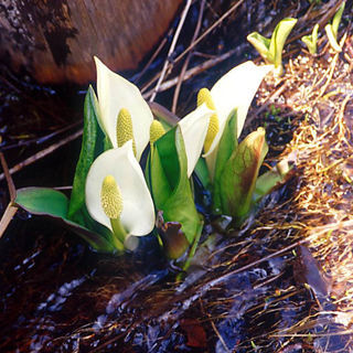 西武池袋線　飲み歩き＆食べ歩き　メンバー募集★