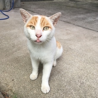 オス猫を保護しています。