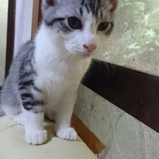 県外の方もお願いします三月生まれの人懐こくて可愛い子猫2匹です！家族の一員に迎えて下さい宜しくお願い致します！ - 猫