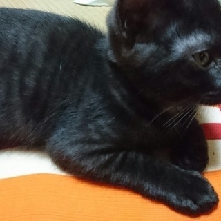 県外の方もお願いします三月生まれの人懐こくて可愛い子猫2匹です！家族の一員に迎えて下さい宜しくお願い致します！ - 里親募集