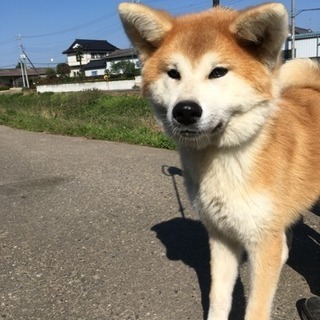 健康な秋田犬、6ヶ月の男の子です。 - 常総市