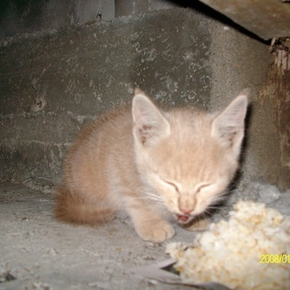 大至急、捨てられた子猫もらって下さい。