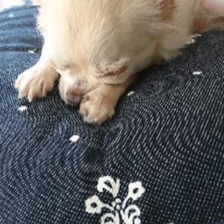 ワンちゃんお散歩友達♪