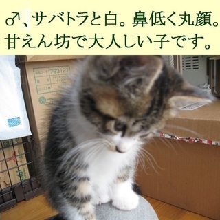 大失敗です！忍び込んだノラ猫がうちの中で出産してしまいました！！