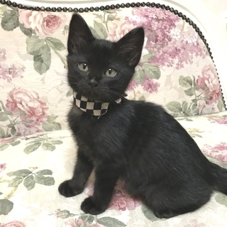 常にゴロゴロ♪甘えん坊のかわいい女の子です。