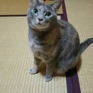 ７才美猫パステルサビ♀