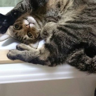６才キジトラ♀
