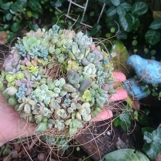 南流山＊多肉寄せ植えワークショップの画像