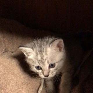 飼い主さんになって下さい