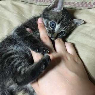 可愛がってくれる方募集です