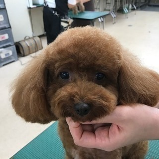 無料 カットモデル犬 募集 東京