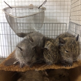 デグーベビーの里親さん募集