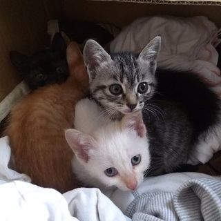 [再々掲]　子猫の里親募集