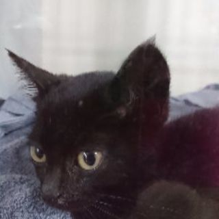 里親です。クロちゃんです。