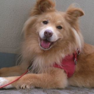 【急募】中型のミックス犬です！里親探しています！