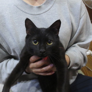 黒ネコのオス、６か月 - 猫