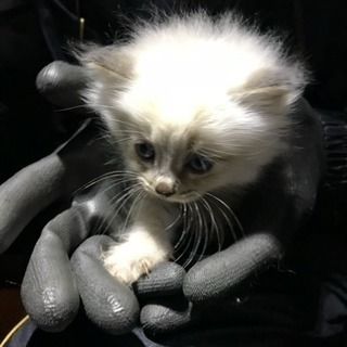《札幌》生後1ヵ月の子猫の里親募集！