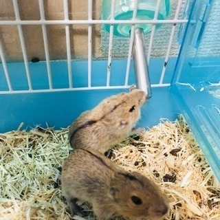 ステップレミングの赤ちゃんです❤️