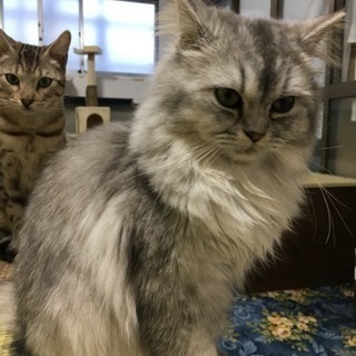 保護猫譲渡会 天白区 平針