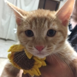 検討中〜2ヶ月の仔猫 茶トラ サバトラ〜