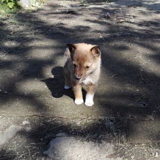 シェットランドシープドッグ芝犬のミックス犬