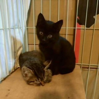 トライアルに入りました。黒猫ポンちゃん、8月生まれ、男の子 - 柏市