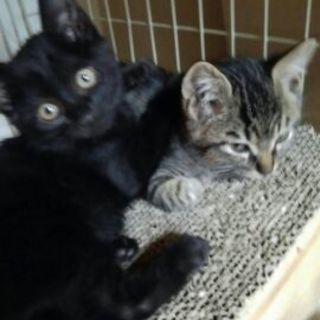 トライアルに入りました。黒猫ポンちゃん、8月生まれ、男の子 - 猫