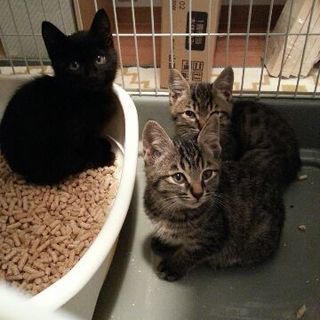 トライアルに入りました。黒猫ポンちゃん、8月生まれ、男の子 − 千葉県