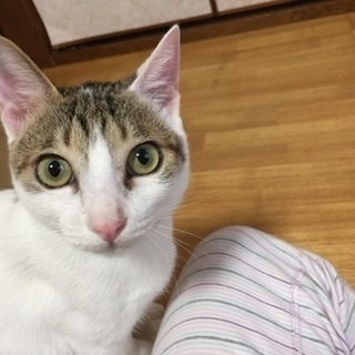 悠くんを家族に迎えてくださる方募集中です