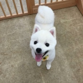 白ポメ2歳です。
