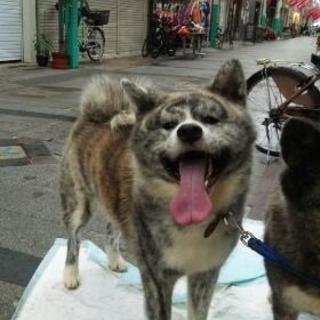 秋田犬  雄４歳