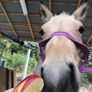 【新規開講】児童のためのキッズポニークラブ