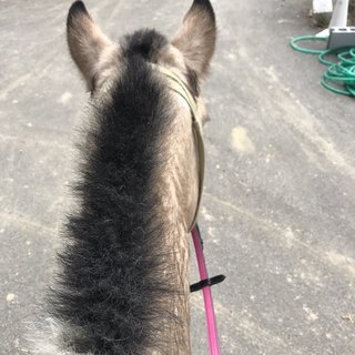 【新規開講】児童のためのキッズポニークラブの画像