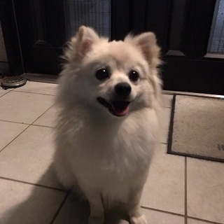 受付終了┏○)) 1歳男の子 ポメラニアンとチワワのミックス