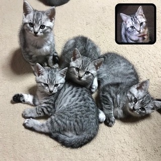 素敵なご家族様に迎えて頂きました🐱❤️