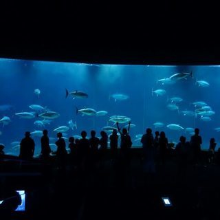 11月11日(11/11)  キュートなペンギン達に会いに行こう...
