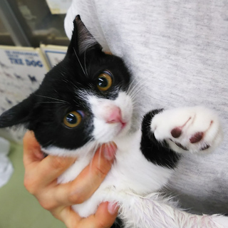 生後４ヶ月！避妊手術済み！眉間ハチワレの黒白のメスにゃん～(o^...