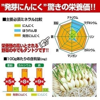 【送料無料】 発芽 にんにく 30個 無農薬 滋賀県産 水耕栽培 根っこも食べてください ネコポス 希少で 市場に出回りませんの画像