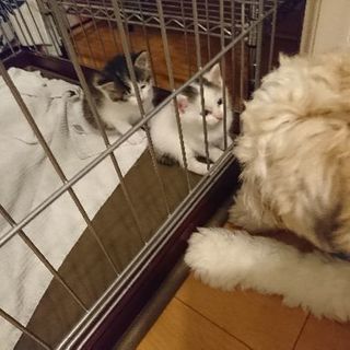 赤ちゃん猫を保護しました。