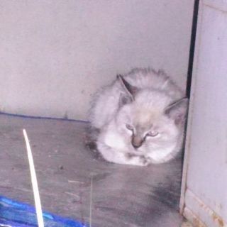 仔猫の家族になってください。